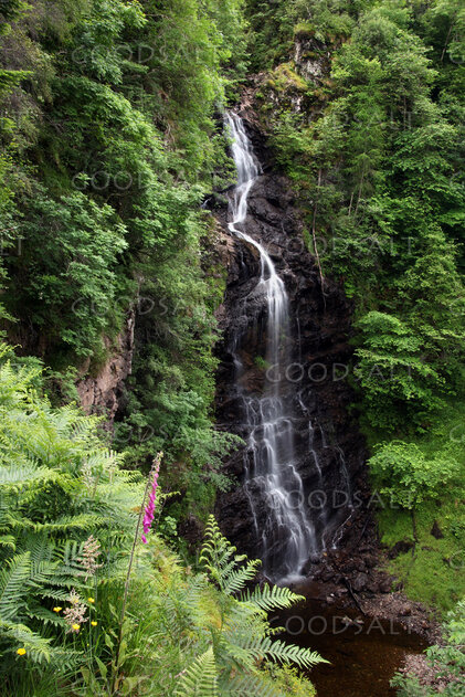 Waters in the Forest Ravine