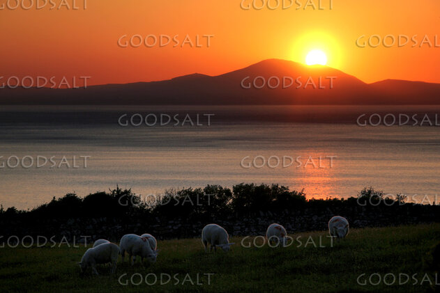 Sheep at Sunset by Still Waters