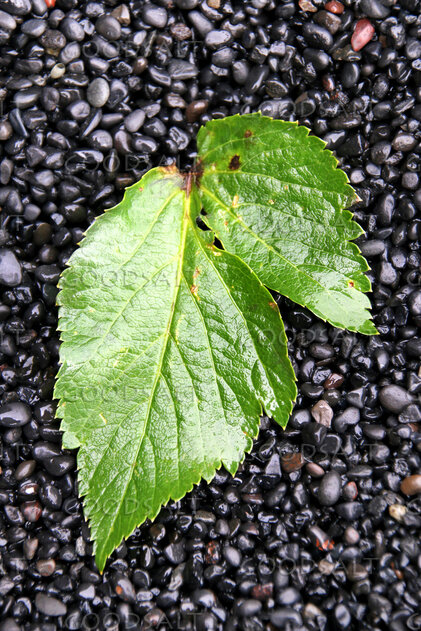Leaf of Renewal on River Stones