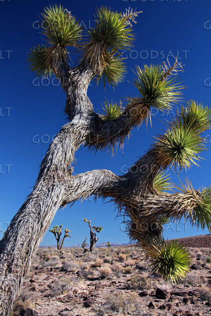 Joshua Tree in the Wilderness