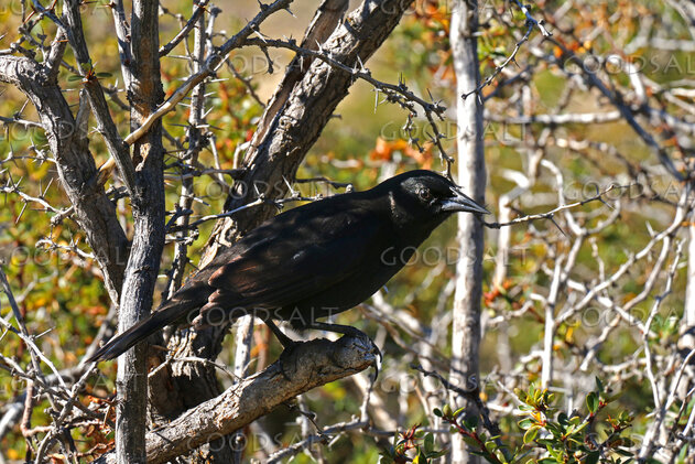 Bird Among the Thorns