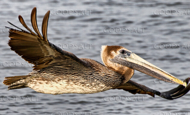 Pelican in Flight Over the Waters