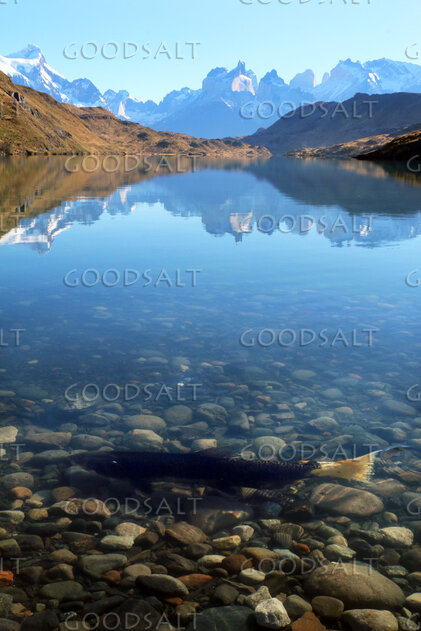 Trout in Clear Mountain Waters