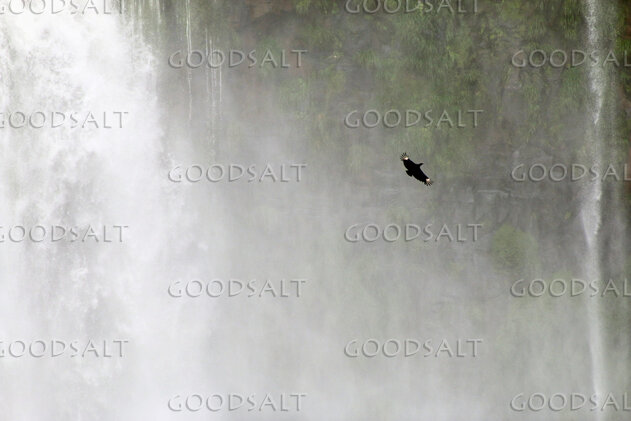 Soaring Above the Waterfall Mist
