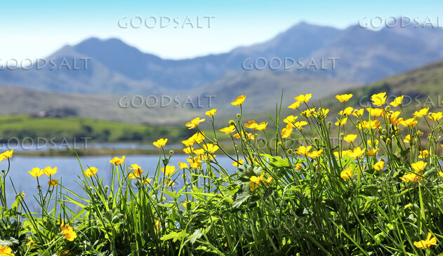 Wildflowers Beside the Mountain Lake