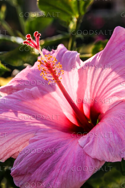 Hibiscus in the Garden of Creation