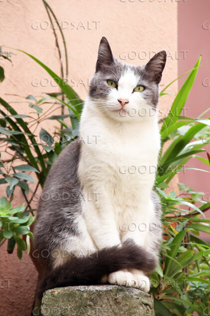 Cat in the Garden