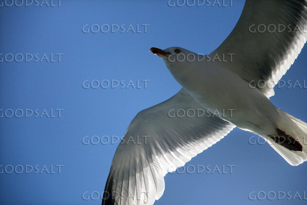 Gull in the Open Heavens