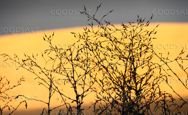 Branches at Evening Light