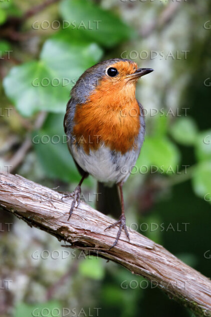 Robin on the Garden Branch