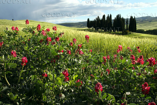 Clover Bloom Over the Grain Fields