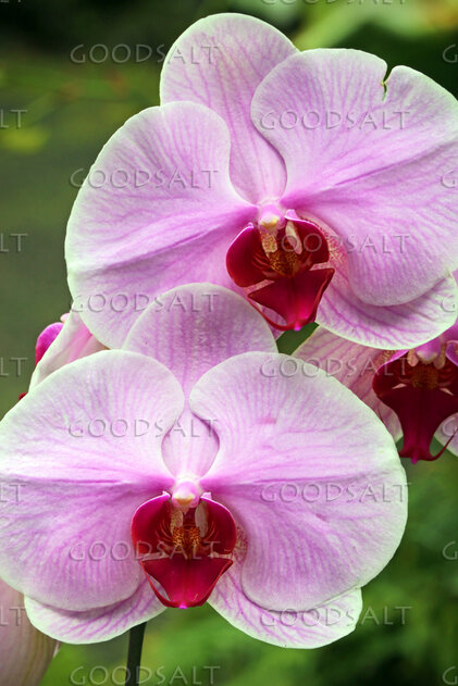 Orchid Blossoms in God’s Creation