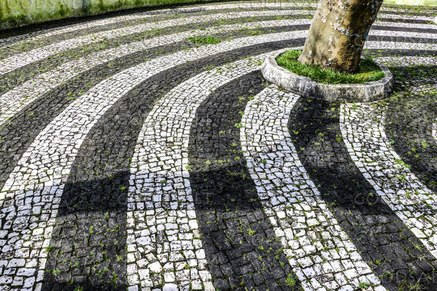 Sacred Path Around the Tree