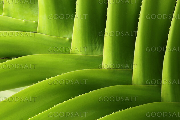 Aloe Leaves in Living Light