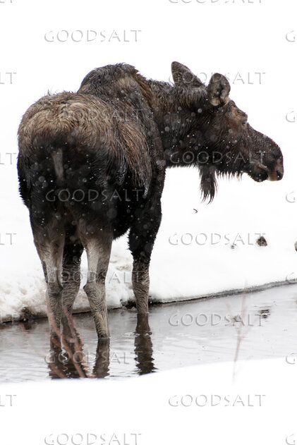 Moose at the Winter Stream