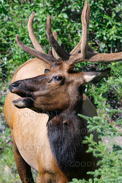Elk Among the Evergreens