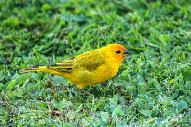 Yellow Finch in God’s Meadow
