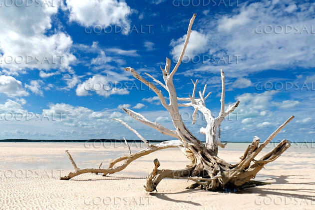 Driftwood on the Barren Shore