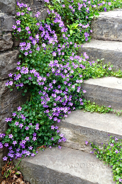 Flowers Along the Stone Steps