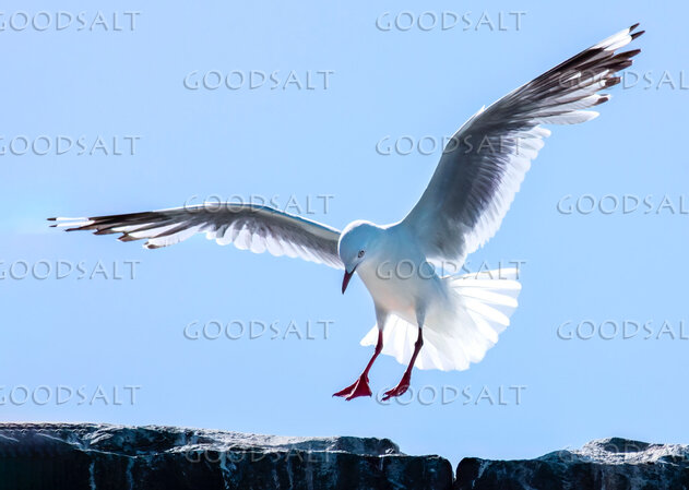 Seabird Over the Rocks of Creation