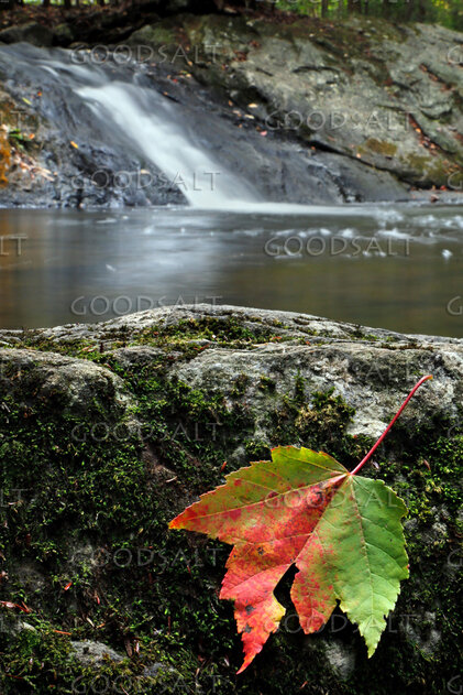 Leaf Beside Living Water