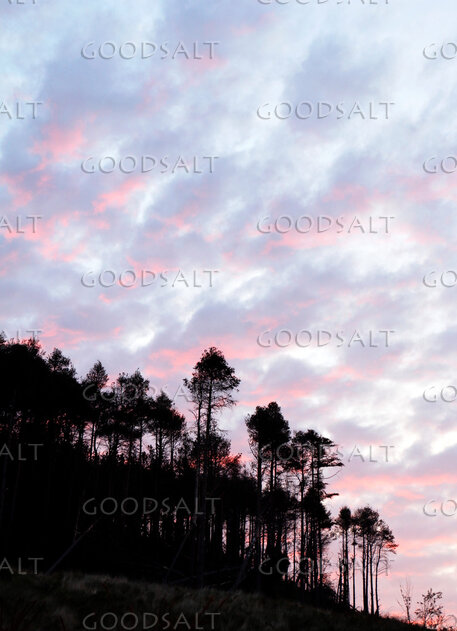 Heavens Over the Woodland