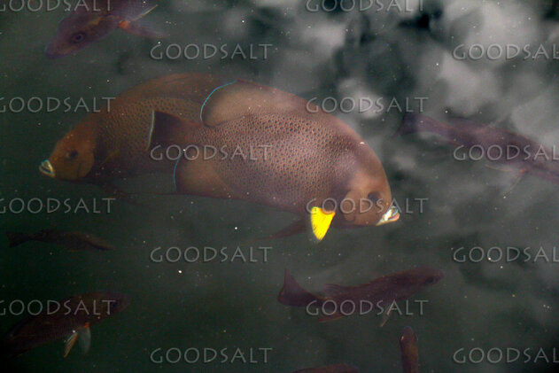 Fish Beneath the Waters