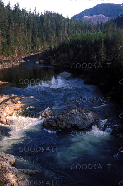 Streams Among the Cedars