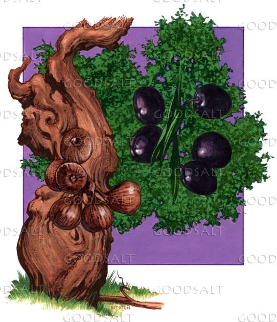Olive Tree and Figs