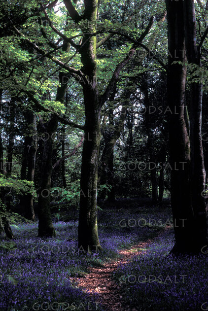 Bluebell Woodland Path