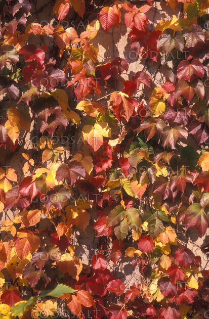 Autumn Ivy of Creation