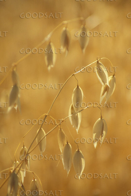 Golden Grain of Provision