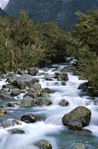Mountain Stream Through the Forest