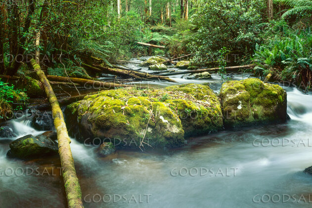 Living Waters in the Forest