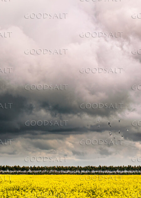 Storm Clouds Over the Harvest Field
