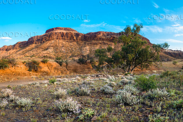 Desert Hills in Bloom