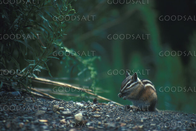 Chipmunk Feeding in the Forest