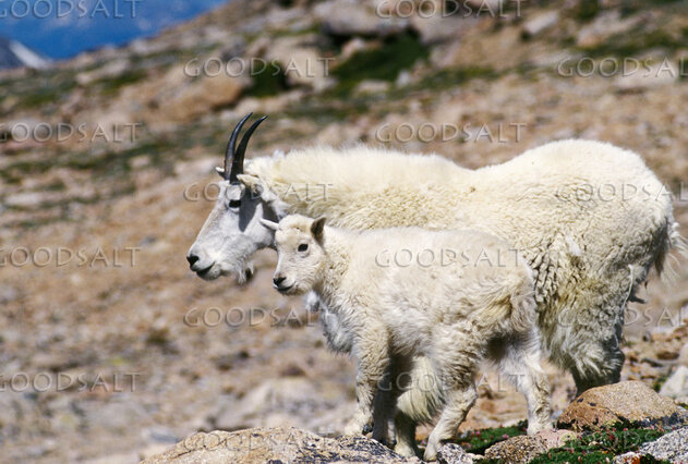 Mountain Goats Baby and Mother Close-Up