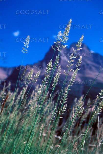 Mountain Meadow Grass