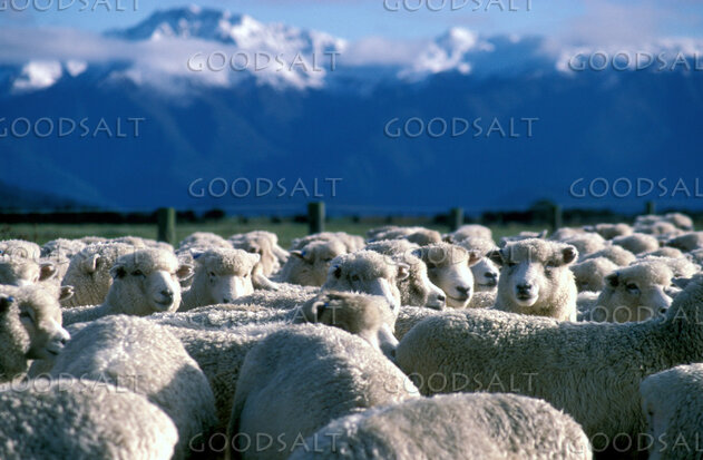 Flock Beneath the Mountains