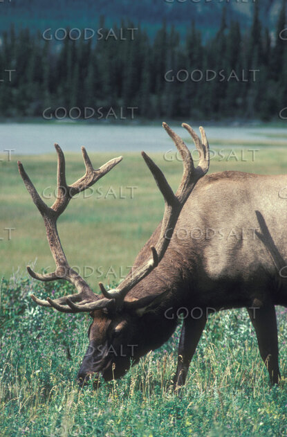 Elk Grazing Beside the Forest Lake