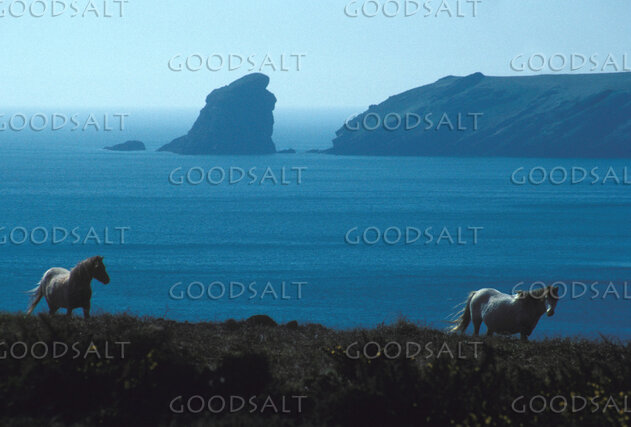 Horses on the Irish Coast