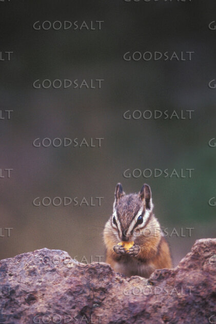 Chipmunk Feeding Among the Rocks