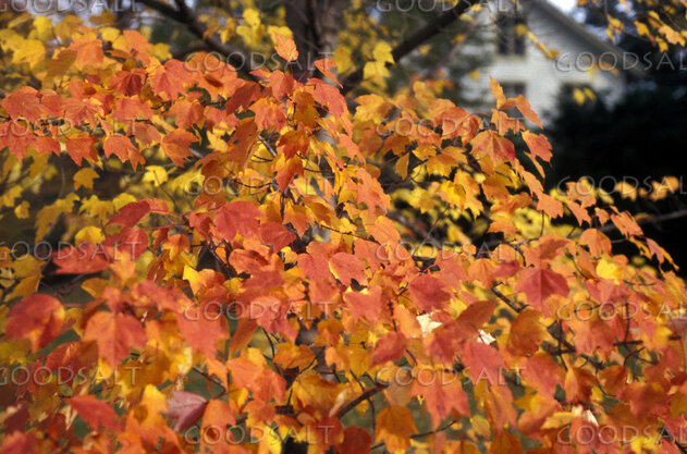 Autumn Leaves in Their Season