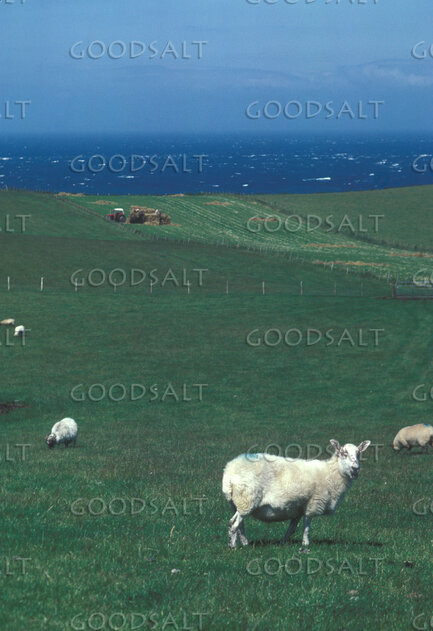 Sheep Grazing Beside the Sea