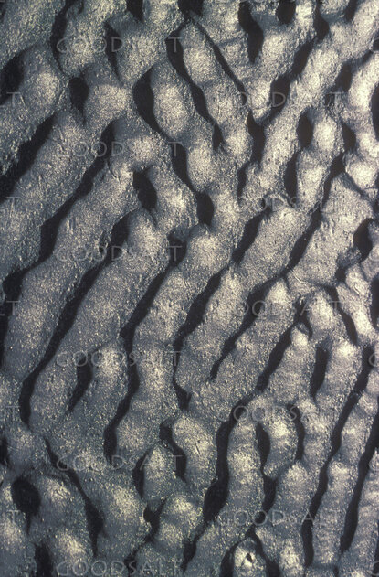 Shadowed Tree Bark Texture