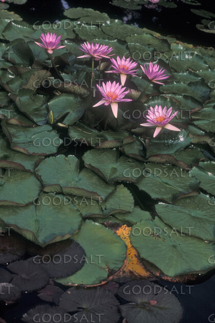 Water Lilies of Creation