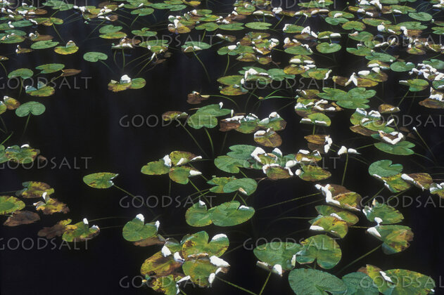 Water Lilies on a Quiet Pond