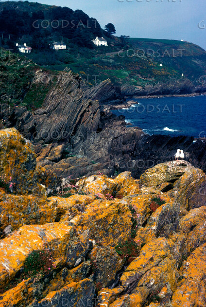 Seabirds on the Rocky Irish Shore