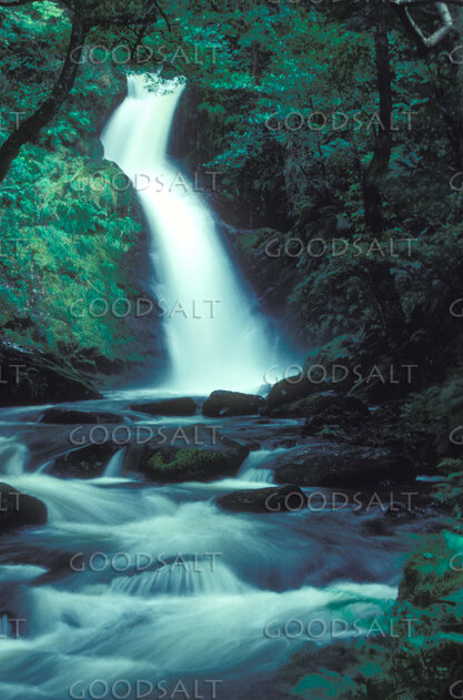 Forest Waterfall of Living Waters